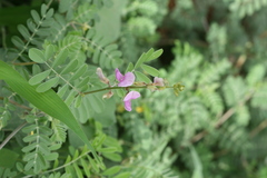 Tephrosia hamiltonii